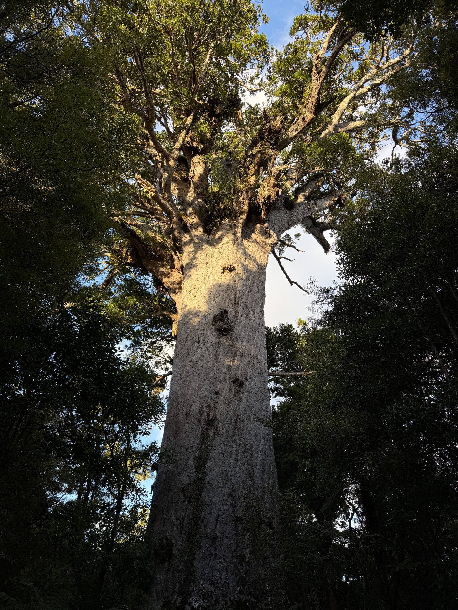 Tāne Mahuta